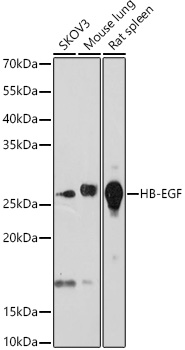 HB-EGF Rabbit mAb