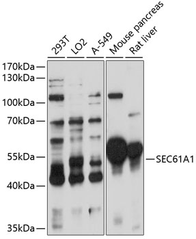 SEC61A1 Rabbit pAb