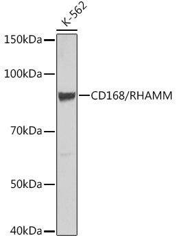 CD168/RHAMM Rabbit mAb