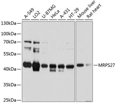 MRPS27 Rabbit pAb