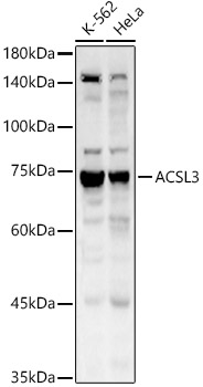 ACSL3 Rabbit pAb