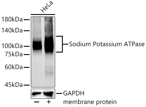 Na+/K+-ATPase Rabbit mAb