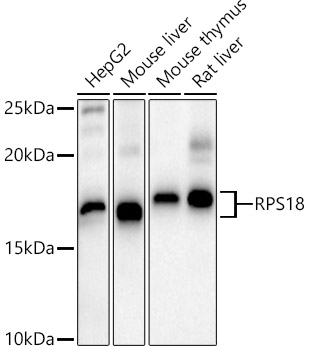 RPS18 Rabbit pAb