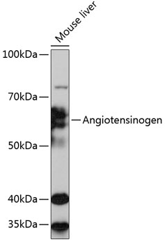 Angiotensinogen Rabbit mAb