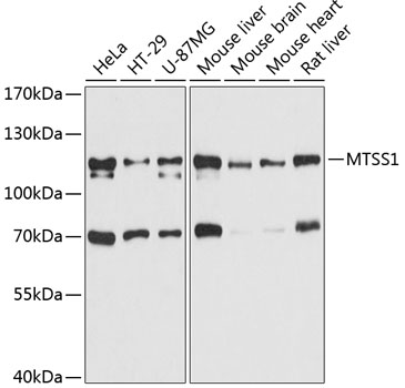 MTSS1 Rabbit pAb
