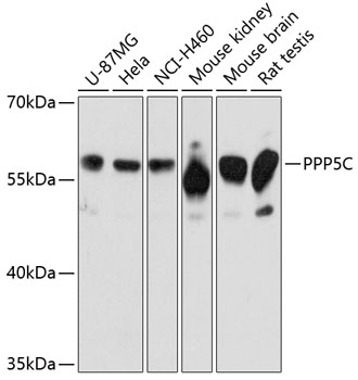 PPP5C Rabbit pAb