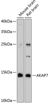 AKAP7 Rabbit pAb