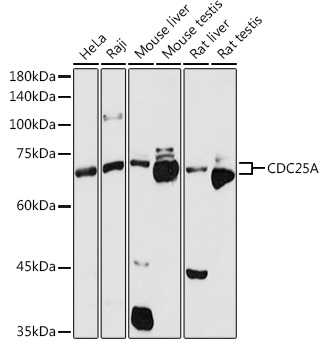 CDC25A Rabbit pAb