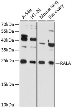 RALA Rabbit pAb