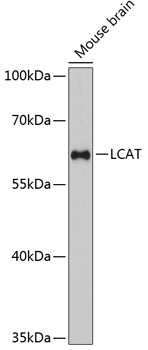 LCAT Rabbit pAb
