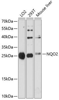 NQO2 Rabbit pAb