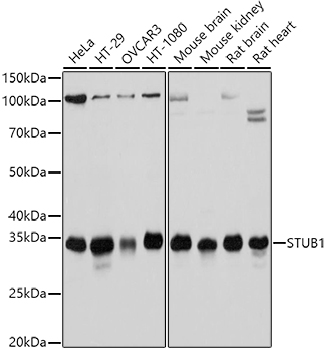 STUB1 Rabbit pAb