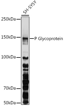 P Glycoprotein Rabbit pAb