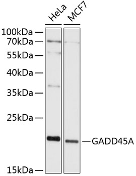 GADD45A Rabbit pAb