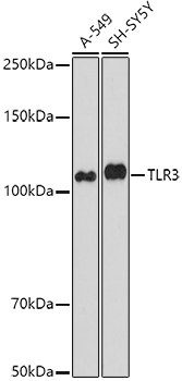 TLR3 Rabbit pAb
