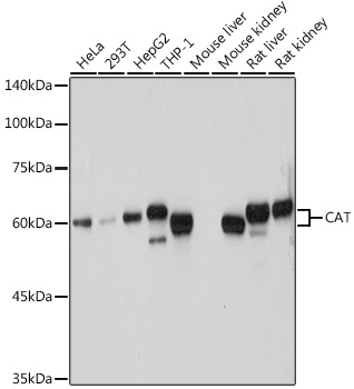 Catalase Rabbit pAb