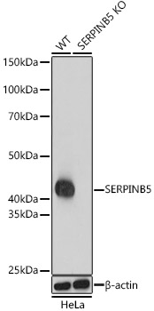 [KO Validated] SERPINB5 Rabbit pAb