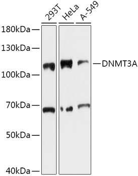 DNMT3A Rabbit pAb