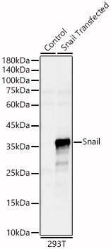 Snail Rabbit pAb