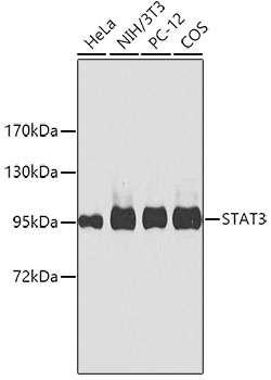 STAT3 Mouse mAb
