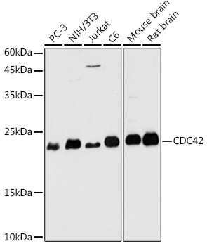 CDC42 Rabbit pAb