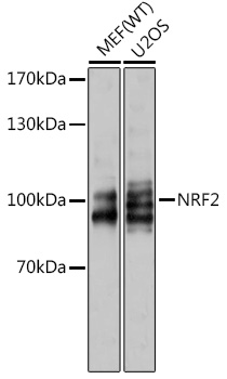NRF2 Rabbit mAb