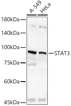 STAT3 Rabbit pAb