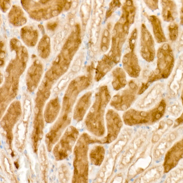 HGF Rabbit pAb