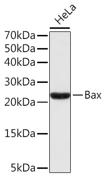 Bax Rabbit pAb