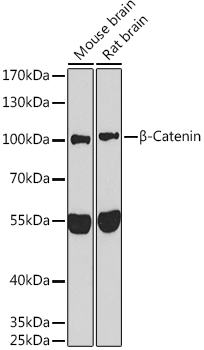 _-Catenin Rabbit pAb