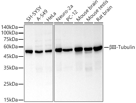 _III-Tubulin Rabbit pAb