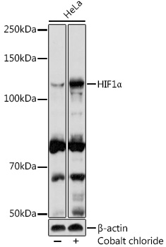 HIF1_ Rabbit pAb