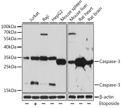 [KO Validated] Caspase-3 Rabbit pAb