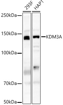 KDM3A Rabbit pAb
