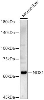 NOX1 Rabbit pAb