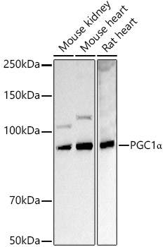 PGC1_ Rabbit pAb