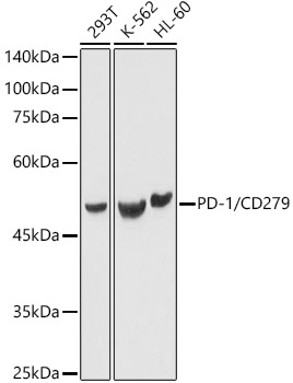 PD-1/CD279 Rabbit pAb