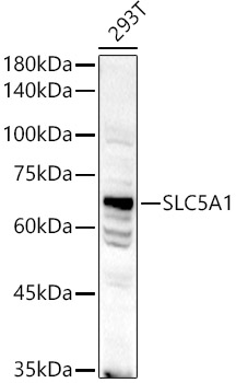 SLC5A1 Rabbit pAb