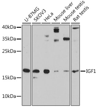 IGF1 Rabbit pAb