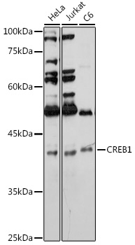 CREB1 Rabbit pAb