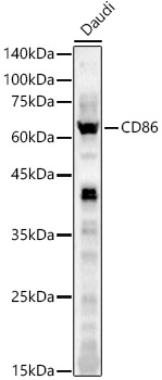 CD86 Rabbit pAb