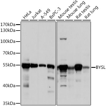 BYSL Rabbit pAb