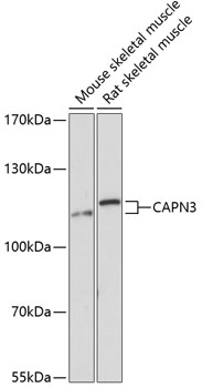 CAPN3 Rabbit pAb
