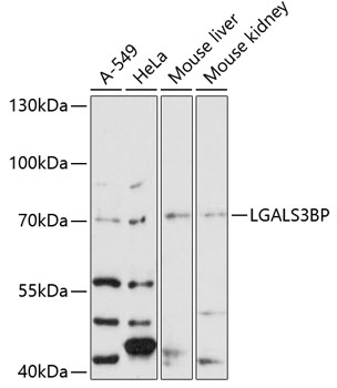 LGALS3BP Rabbit pAb