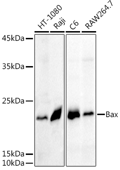 Bax Rabbit pAb