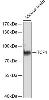 TCF4 Rabbit pAb