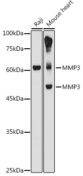MMP3 Rabbit pAb
