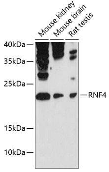 RNF4 Rabbit pAb