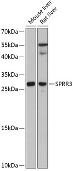 SPRR3 Rabbit pAb