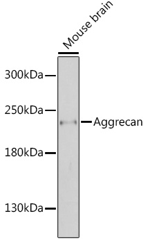 Aggrecan Rabbit pAb